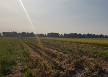 Sawah Demplot ds. Plaosan Kec. Wonoayu Kab. Sidoarjo