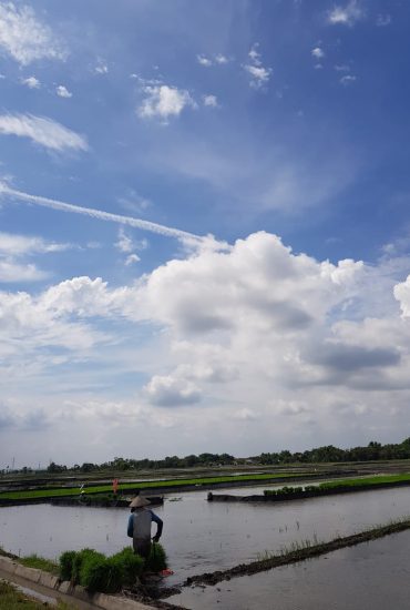 Sawah Demplot Jombang