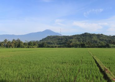 Sawah Plaosan